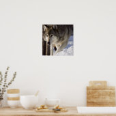 Poster du loup gris (Cuisine)