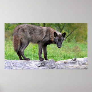 Poster du loup noir