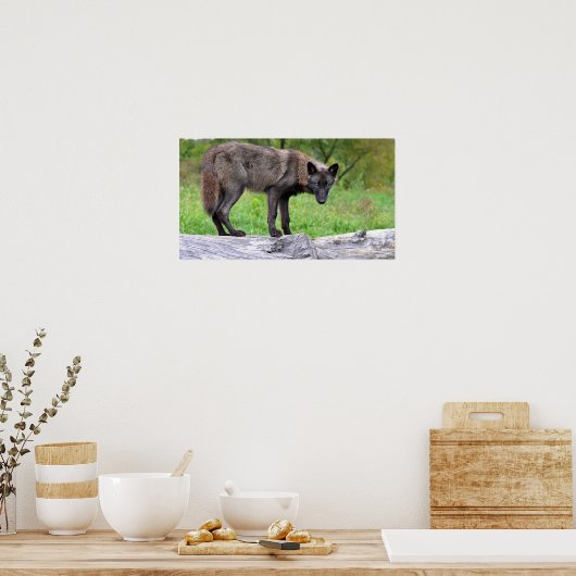 Poster du loup noir (Cuisine)