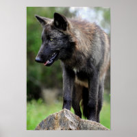 Poster du loup noir