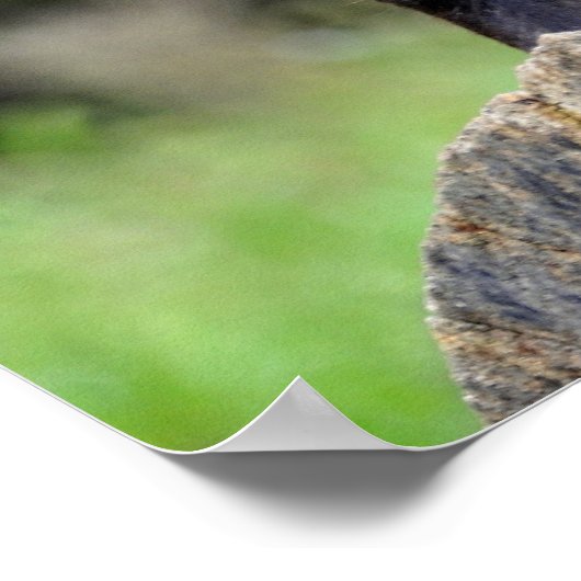 Poster du loup noir (Coin)