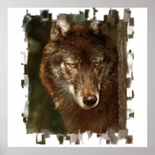 Poster du loup solitaire
