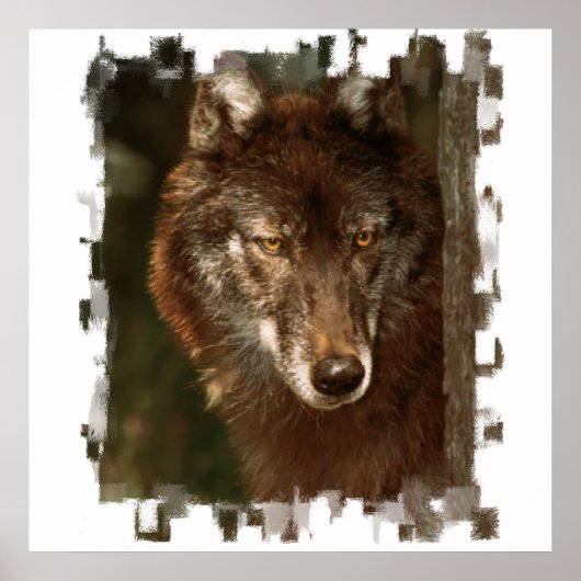 Poster du loup solitaire (Devant)