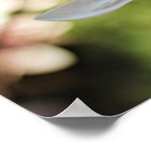 Poster du Magnolia Spring (Coin)