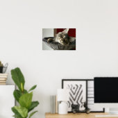 Poster du Maine Coon Kitten (Bureau à domicile)