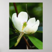 Poster du marais Magnolia (Devant)