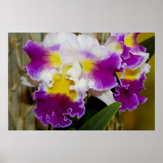 Poster du Maroon jaune et de l'Orchidée blanche (Devant)