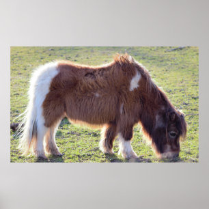 Poster du Mini-Horse