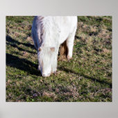 Poster du Mini Horse (Devant)