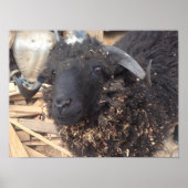 Poster du mouton noir (Devant)