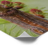 Poster du mur de la nature des oiseaux de pousse (Coin)