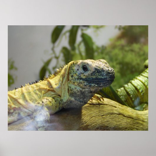 Poster du mur de la nature d'Iguana (Devant)