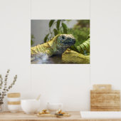 Poster du mur de la nature d'Iguana (Cuisine)