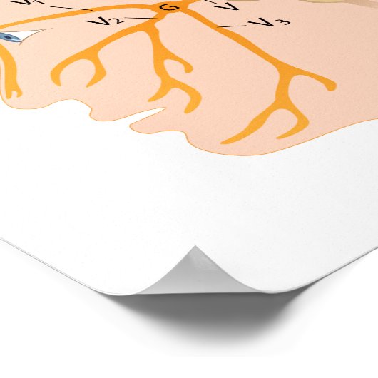 Poster du nerf trigeminal (Coin)