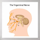 Poster du nerf trigeminal (Devant)