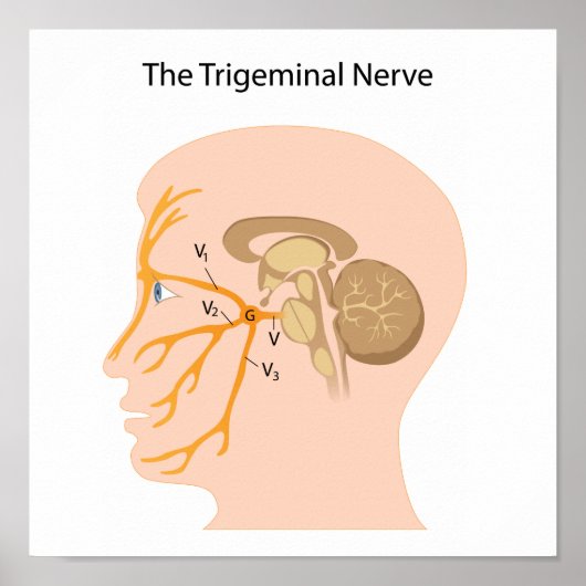 Poster du nerf trigeminal (Devant)