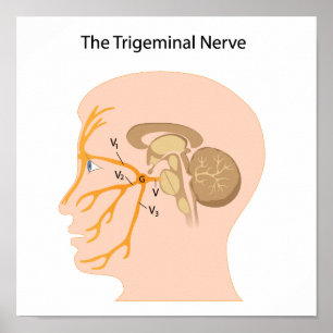 Poster du nerf trigeminal