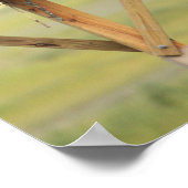 Poster du nid d'Osprey (Coin)