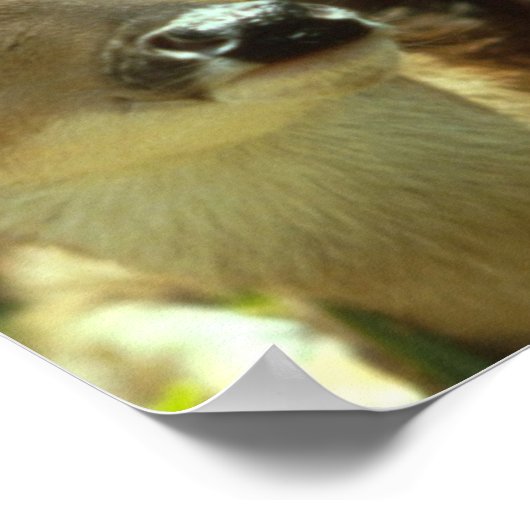 Poster du nom (Coin)