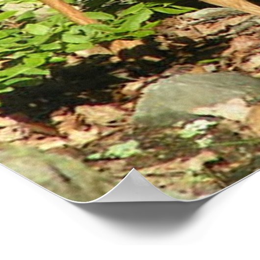 Poster du nom (Coin)