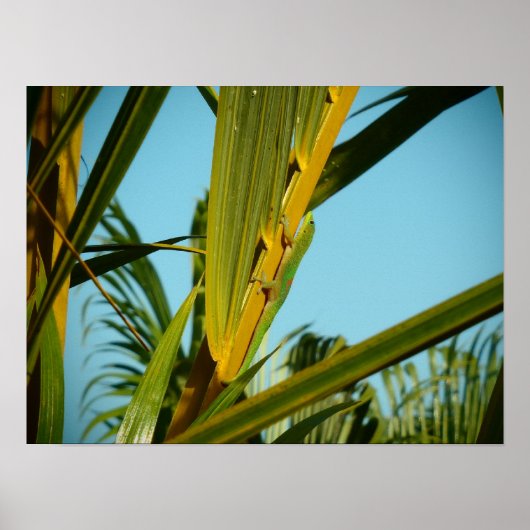 Poster du palmier gecko Hawaii (Devant)