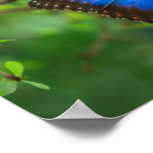 Poster du papillon bleu Morpho (Coin)