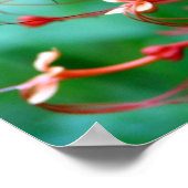 Poster du papillon Bush (Coin)