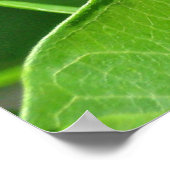 Poster du papillon de queue de tigre orientale fém (Coin)