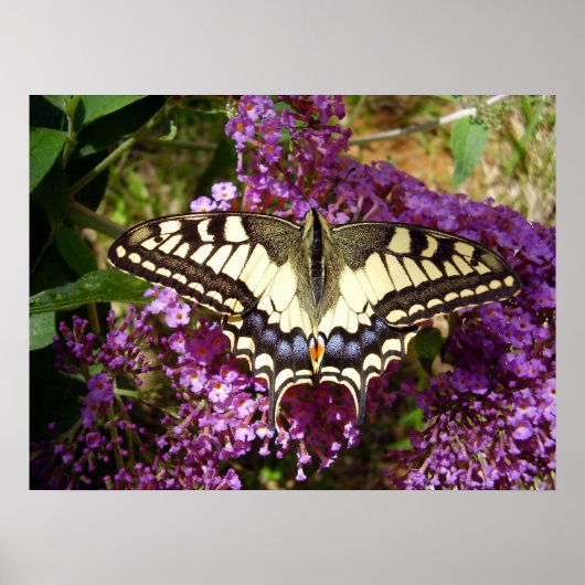Poster du papillon Swallowtail (Devant)