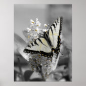 Poster du papillon Swallowtail (Devant)