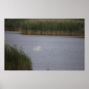Poster du paysage aquatique du cygne