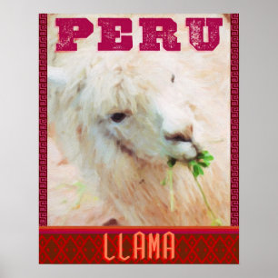 Poster du Pérou - Les Llamas du Pérou