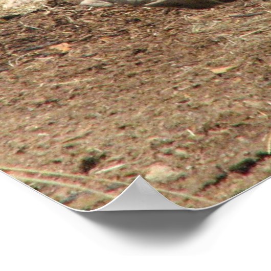 Poster du phacochère (Coin)