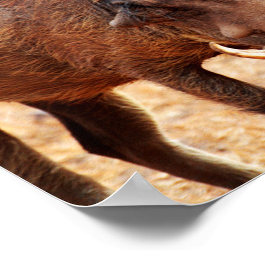 Poster du phacochère (Coin)