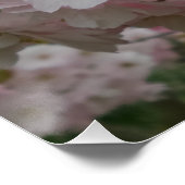 Poster du Pinky Spring (Coin)