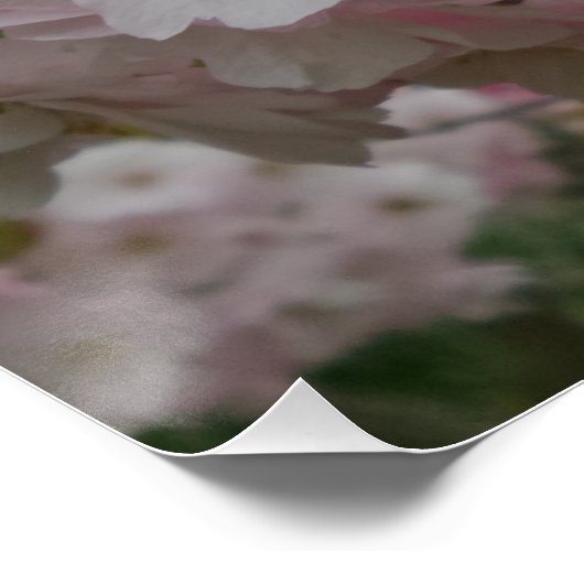 Poster du Pinky Spring (Coin)