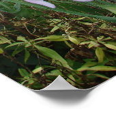 Poster du Plante du jardin de l'Iris Iris Purple (Coin)