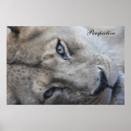 Poster du point de vue du lion (Devant)