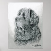 Poster du portrait de Terre-Neuve (Devant)