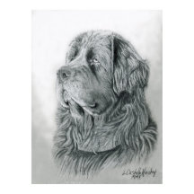 Poster du portrait de Terre-Neuve