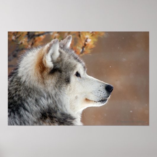 Poster du portrait Wolf (Devant)