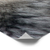 Poster du portrait Wolf (Coin)