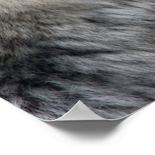 Poster du portrait Wolf (Coin)