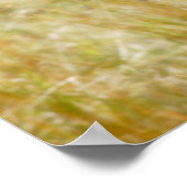 Poster du poulain zébrée, affiches, photos (Coin)