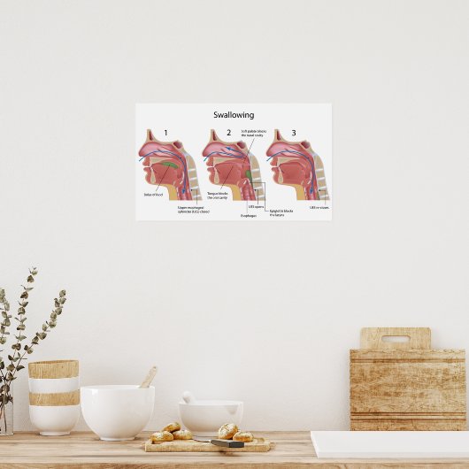 Poster du processus d'avale (Cuisine)