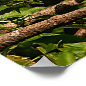 Poster du profil de l'aigle de bétail (Coin)