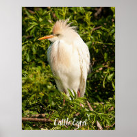 Poster du profil de l'aigle de bétail
