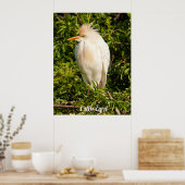 Poster du profil de l'aigle de bétail (Cuisine)