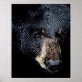 Poster du profil de l'ours noir (Devant)