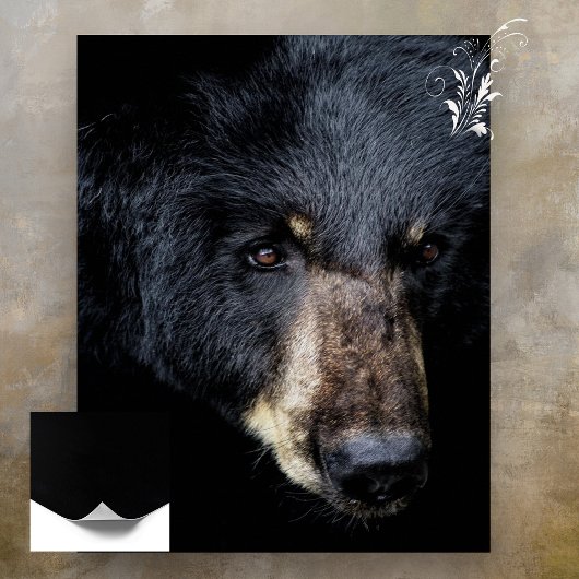 Poster du profil de l'ours noir